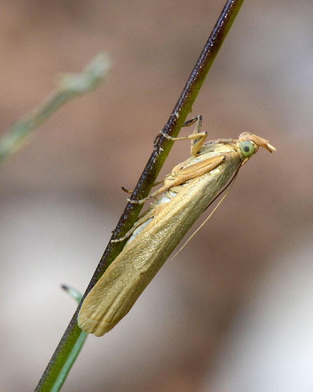 Eterocero x ID: Pyralidae, Selagia argyrella (cfr)